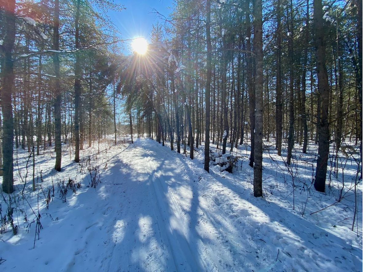 Sentier ensoleillé dans une forêt enneigée