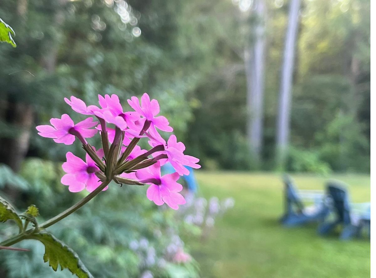 Fleurs sauvages roses au printemps, dans un jardin de L'Ange-Gardien
